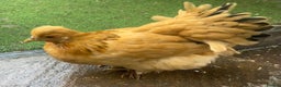Chickens poultry for sale: Pekin Bantam Hens & Cockerels - Advert 6