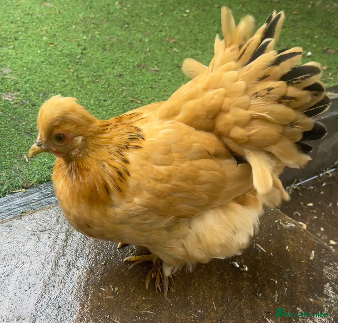 Chickens poultry for sale: Pekin Bantam Hens & Cockerels - Advert 6