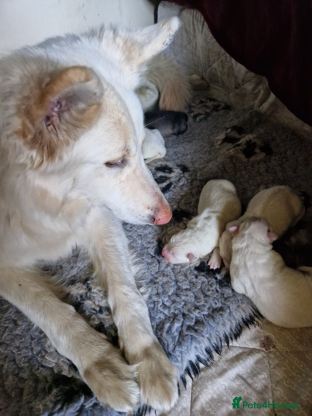 German Shepherd dogs for sale: Lovely long coated German Shepherd Puppies  - Image 9
