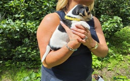 Jack Russell dogs for sale: Tri coloured & caramel JRT pups from organic farm - Image 9