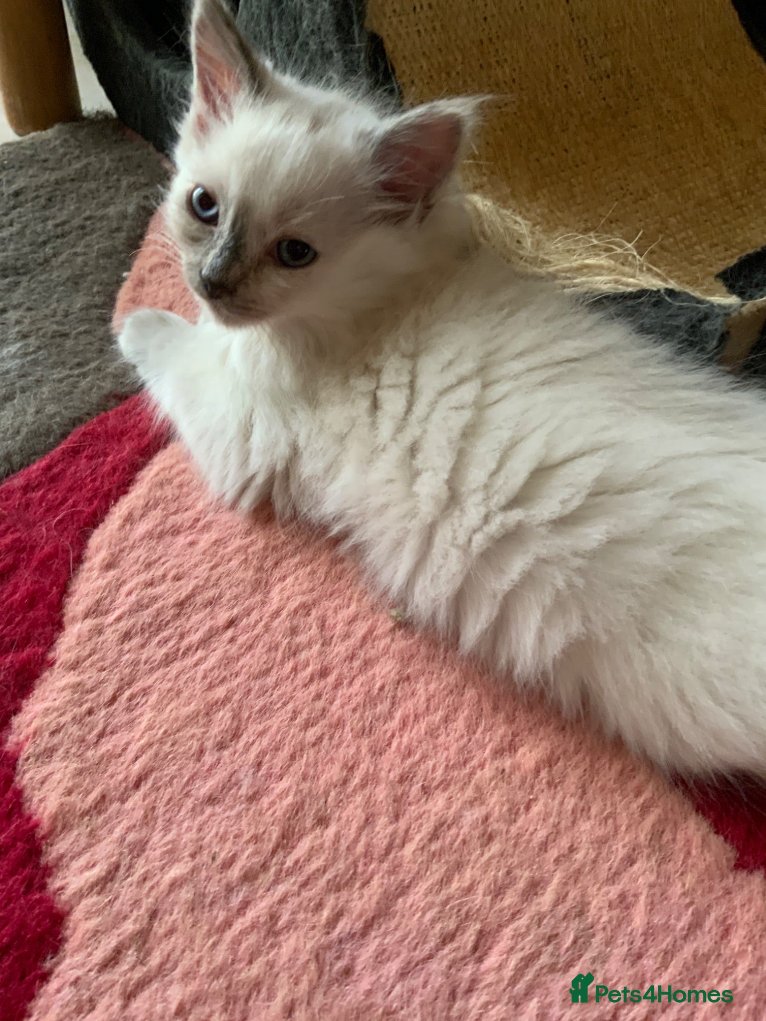 Ragdoll cats Ready Now Ragdoll Kittens - Advert 2