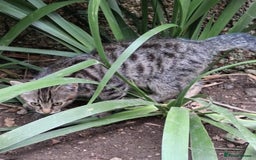 Mixed Breed cats for sale: Domestic Shorthair Kittens - Image 7