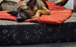 Mixed Breed dogs for adoption: Sikah is looking for her forever home  - Image 6