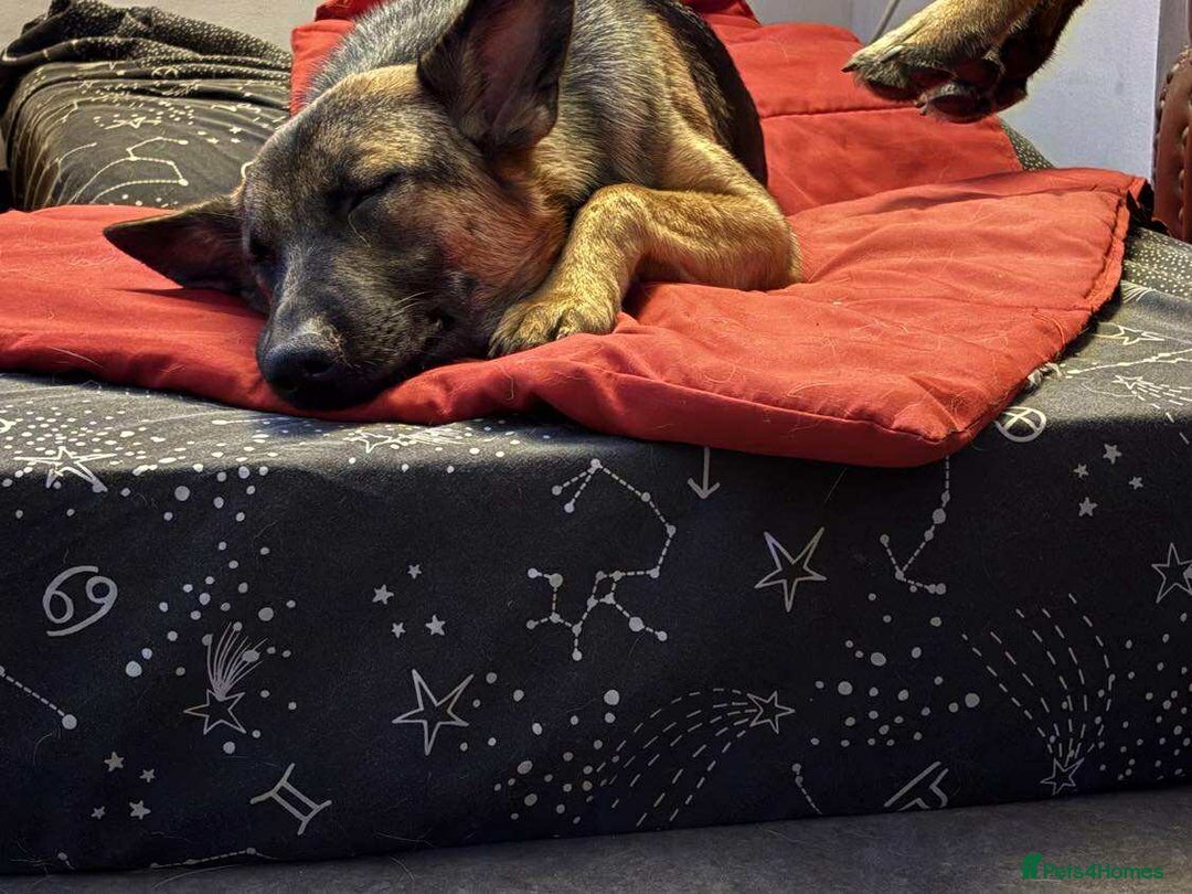 Mixed Breed dogs for adoption: Sikah is looking for her forever home  - Image 6