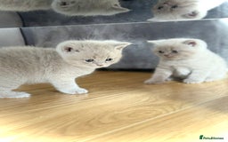 Scottish Fold cats for sale: Scottish straight - Image 7