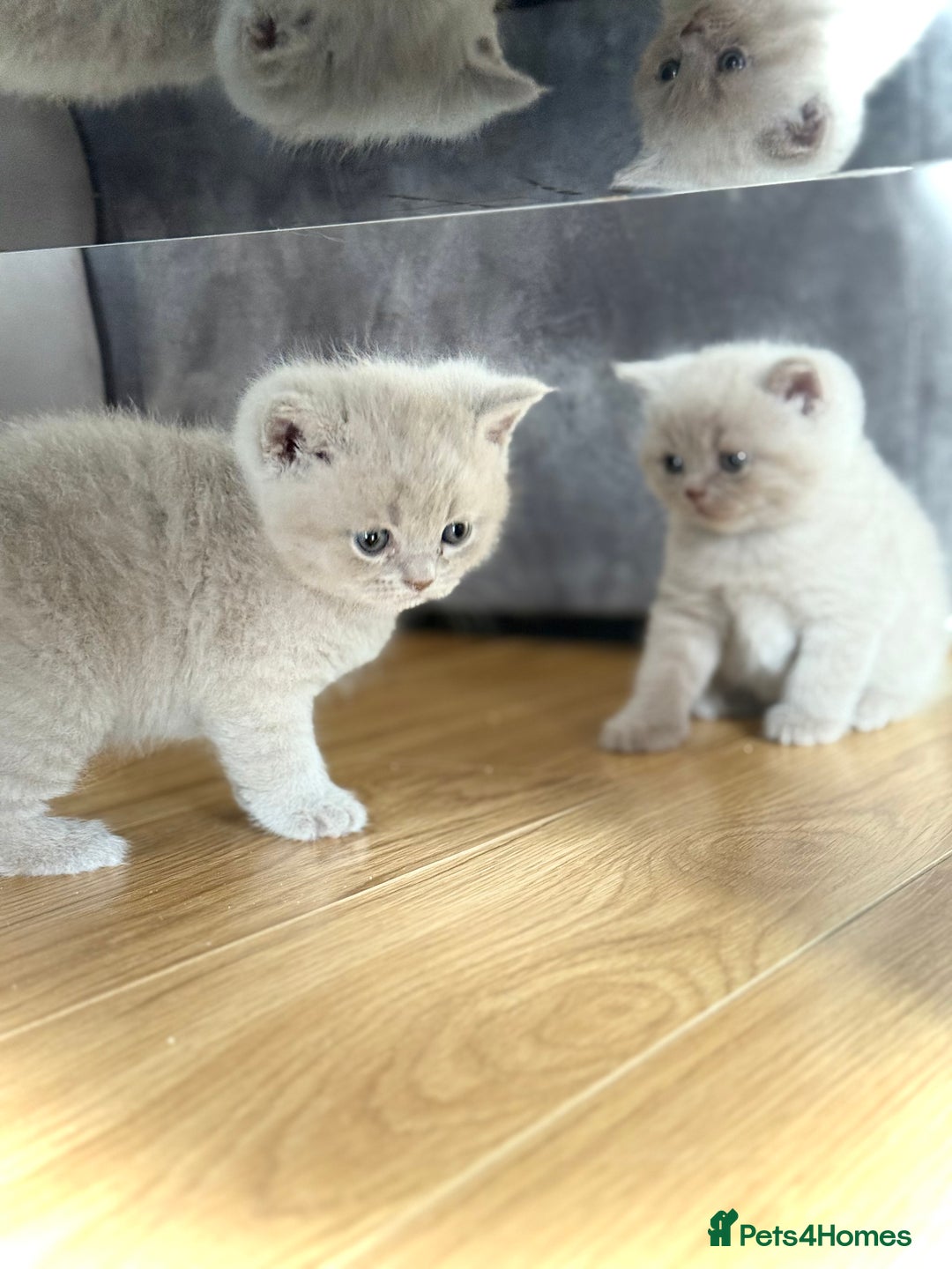 Scottish Fold cats for sale: Scottish straight - Image 7