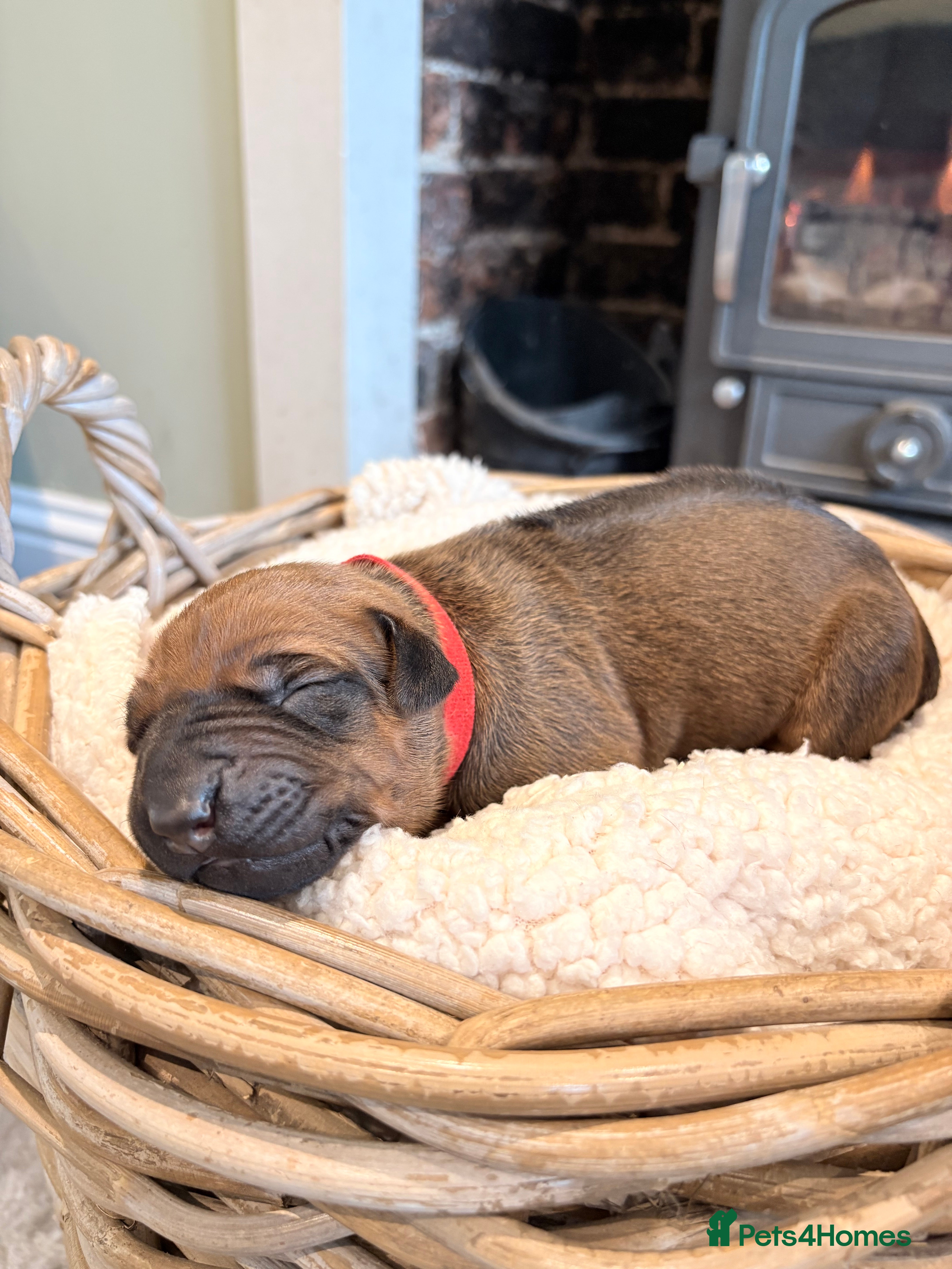 Rhodesian Ridgeback dogs Premium KC Registered Rhodesian Ridgeback Puppies  - Advert 2