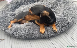 Dachshund dogs for sale: Edi looking 5*home - Image 4