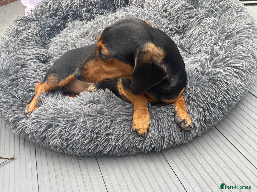 Dachshund dogs for sale: Edi looking 5*home - Image 4