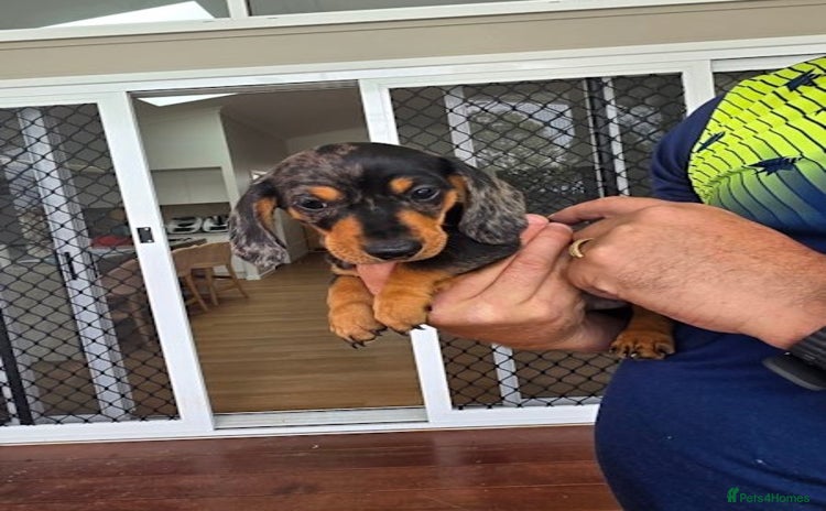 Miniature Dachshund dogs - Advert 13