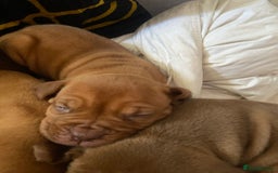 Mixed Breed dogs for sale: Dogue de bordeaux x staff puppies  - Advert 7