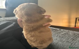 Miniature Dachshund dogs for sale: Long haired Dapple Puppy ready to leave  - Image 6