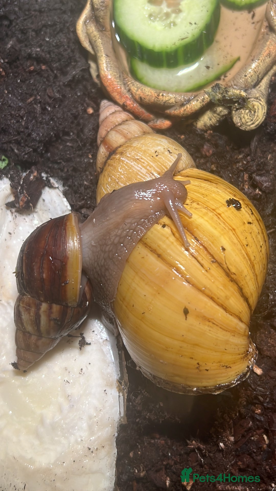 Mixed Breed reptiles for sale: Giant African land snail babies  - Advert 5