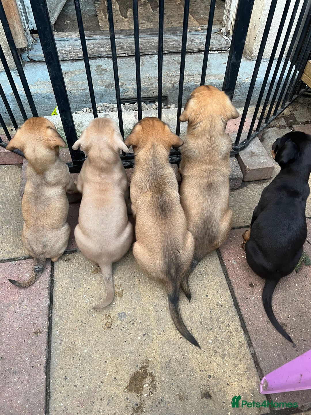 American Bull Staffy dogs for stud: Crash Bandicoot Staffweiler e ATAT d DNA tested ✅✅ - Image 4