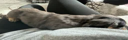 Miniature Dachshund dogs for sale: Long haired miniature dachshund Puppies  in Salford - Advert 5
