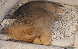 Pomeranian dogs for sale: Gorgeous female Pomeranian Terrier Mix 1 Left! - Image 2