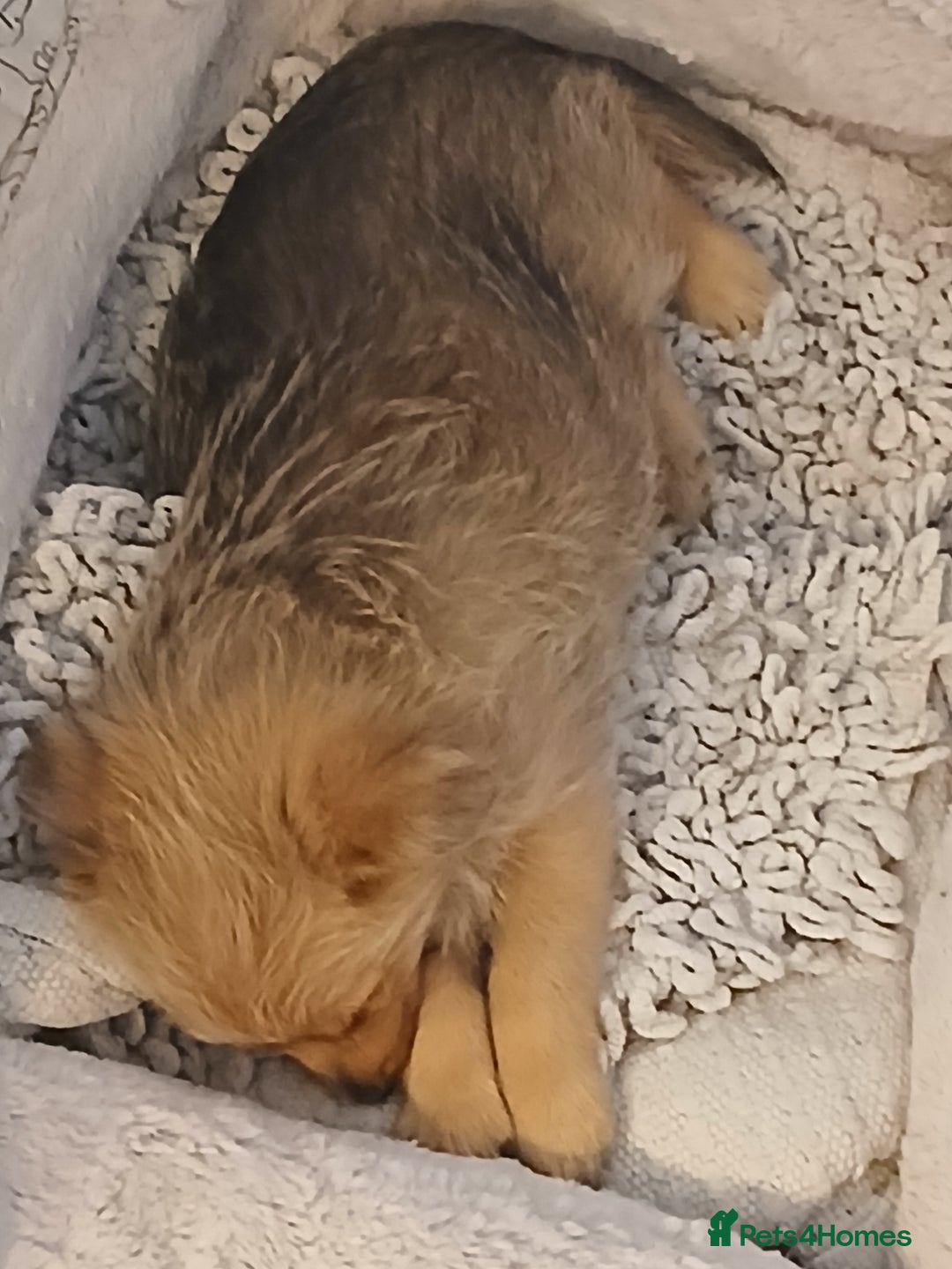 Pomeranian dogs for sale: Gorgeous female Pomeranian Terrier Mix 1 Left! - Image 2