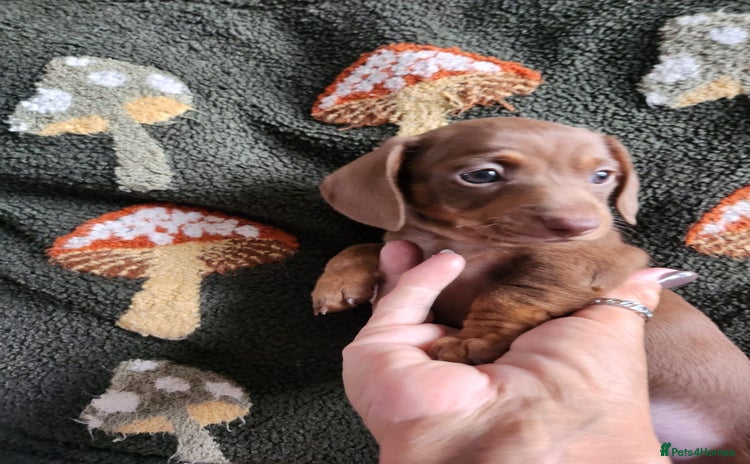 Miniature Dachshund dogs - Advert 15