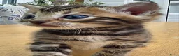 Bengal cats for sale: 🐆 2 BEAUTIFUL TICA BENGAL GIRLS – £1,200 EACH 🐆 - Advert 23
