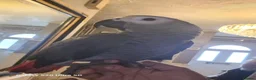 Parrots birds for sale: Male Congo African Grey + Cage - Advert 4