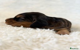 Cocker Spaniel dogs for sale: Full Health Tests KC Reg Showline Cocker Spaniels - Image 19