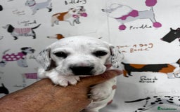Miniature Dachshund dogs for sale: KC Miniature Smooth Dachshund  - Image 9