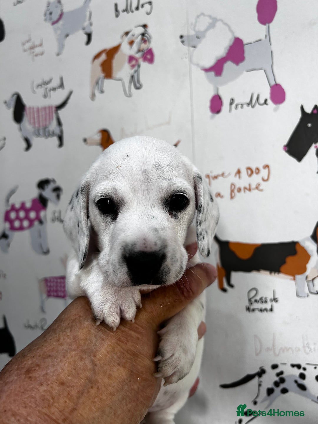 Miniature Dachshund dogs for sale: KC Miniature Smooth Dachshund  - Image 9