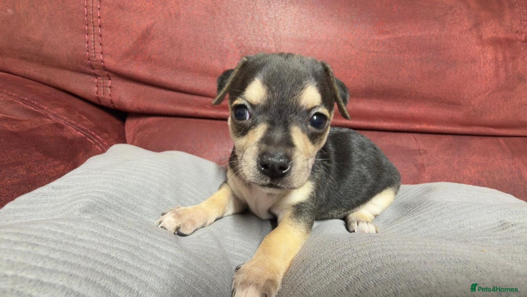 Chihuahua dogs for sale: Chihuahua Boys  - Image 21