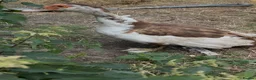 Ducks poultry for sale: Muscovy ducklings  in Newcastle upon Tyne - Advert 2