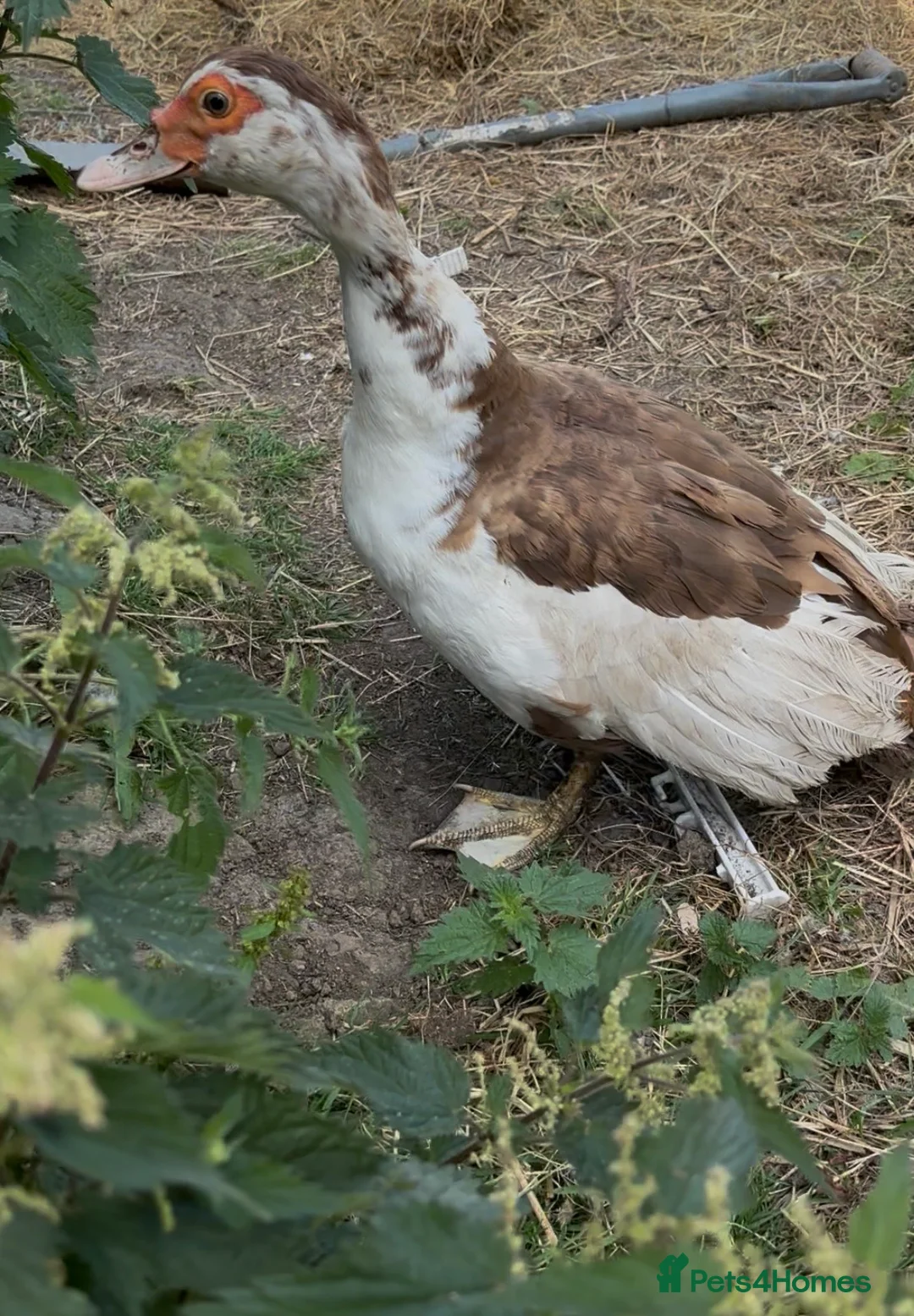 Ducks poultry for sale: Muscovy ducklings  in Newcastle upon Tyne - Advert 2