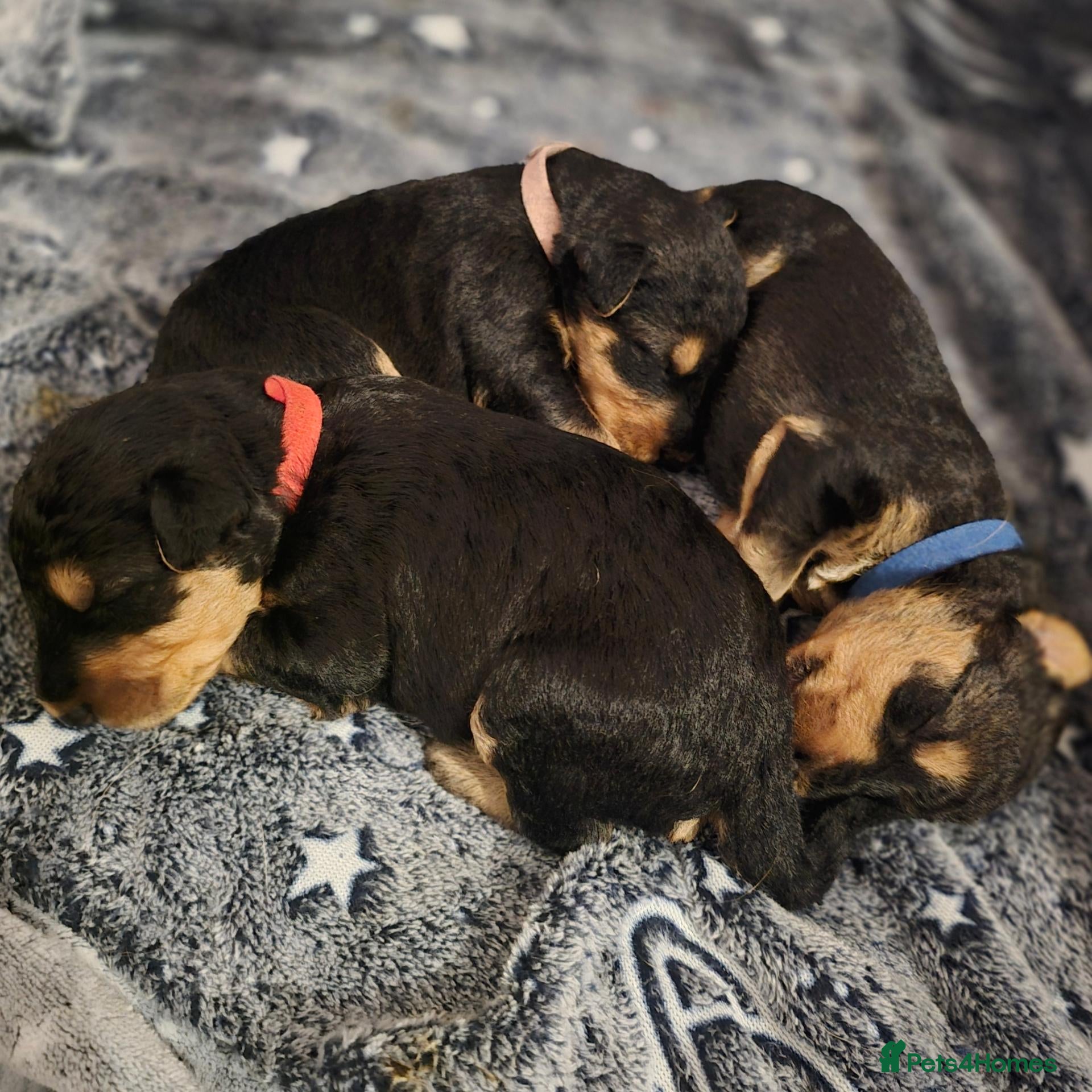 Airedale Terrier dogs KC Registered Airedale terrier puppies - Advert 3