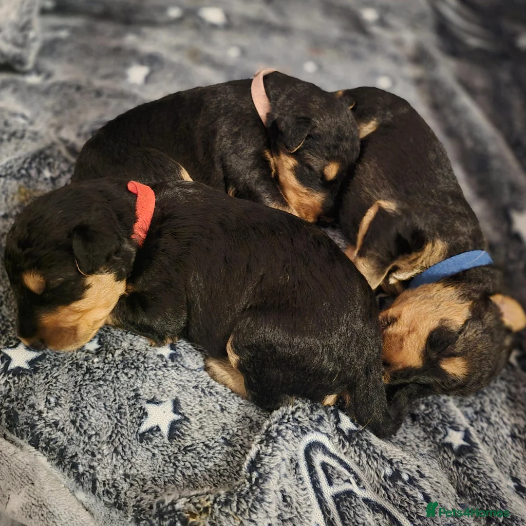Airedale Terrier dogs for sale: KC Registered Airedale terrier puppies in Kettering - Advert 1