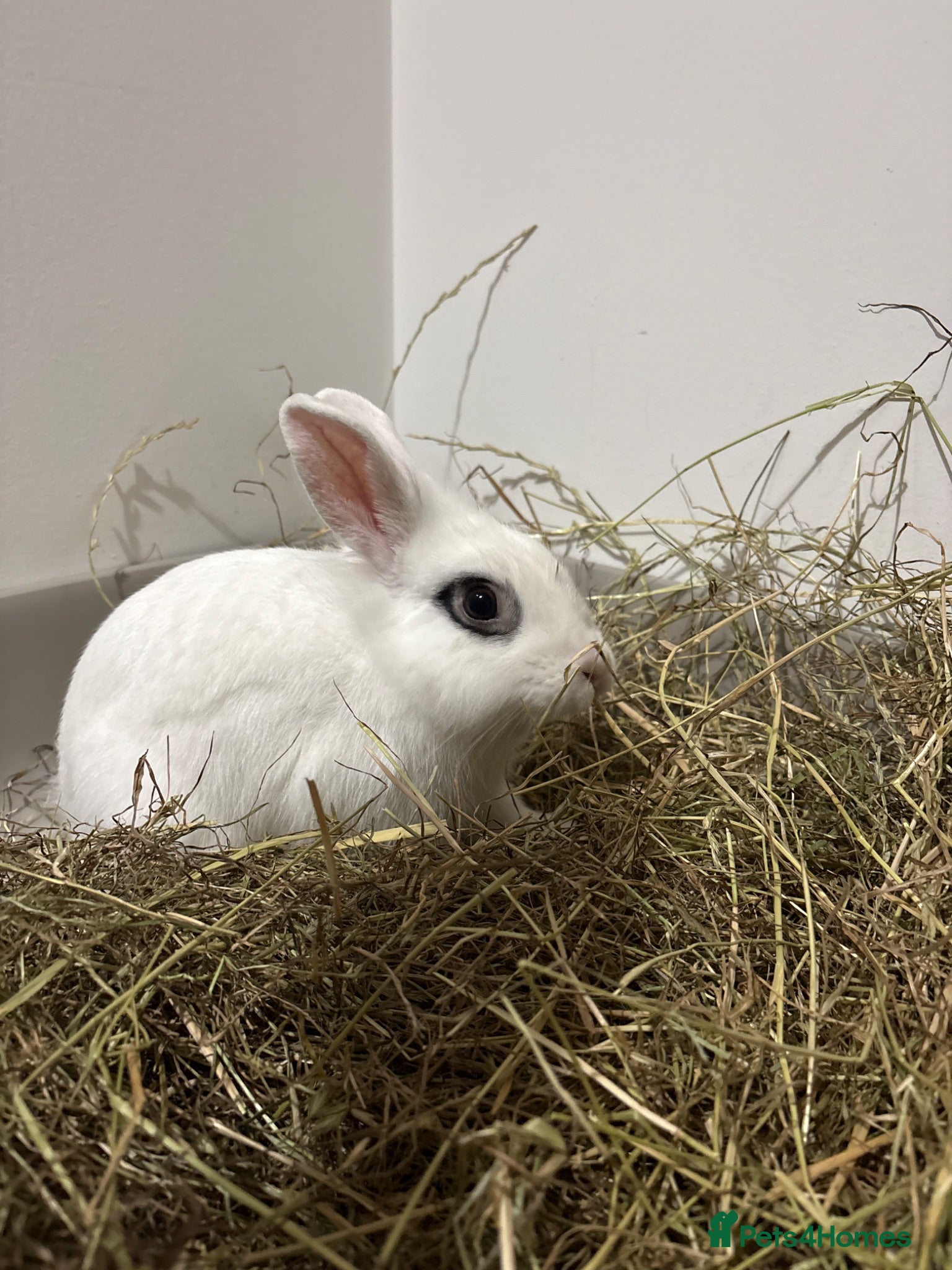 Blanc De Hotot rabbits Hotot rabbit for sale  - Advert 7