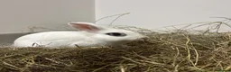 Blanc De Hotot rabbits for sale: Hotot rabbit for sale  - Advert 1