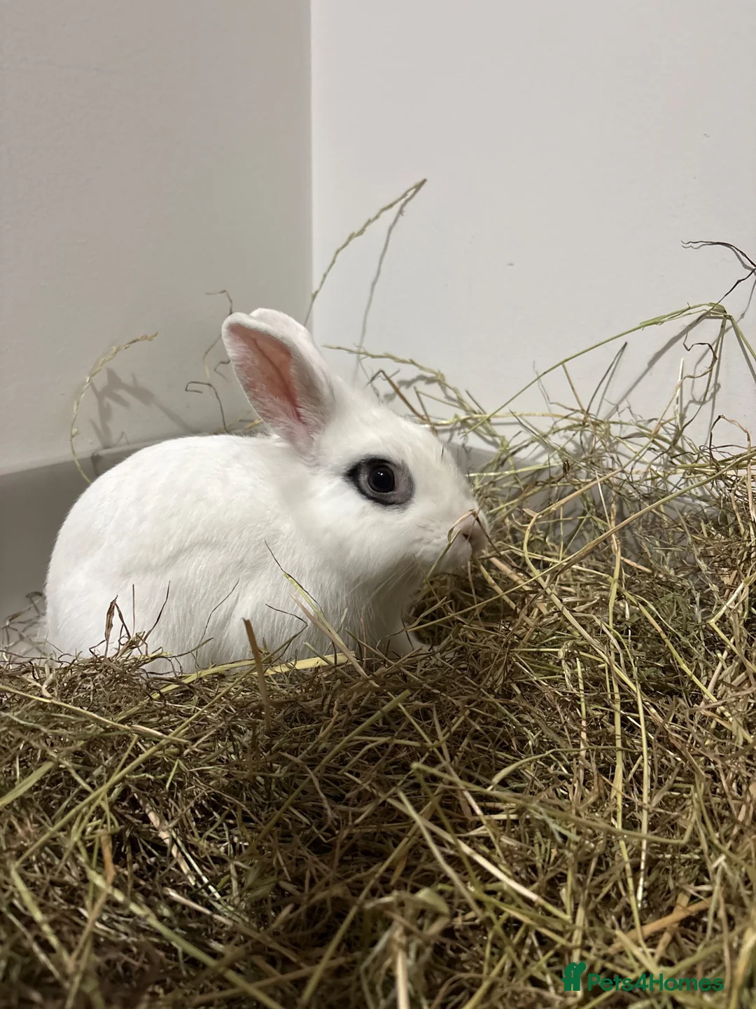 Blanc De Hotot rabbits for sale: Hotot rabbit for sale  - Advert 1