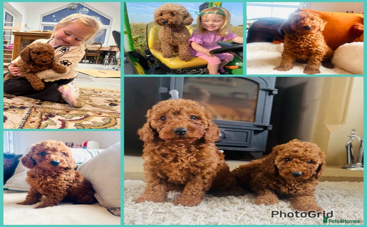 Miniature Poodle dogs KC Minature Poodle Puppies - Advert 6