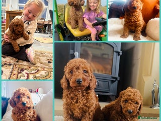 Miniature Poodle dogs KC Minature Poodle Puppies - Advert 2