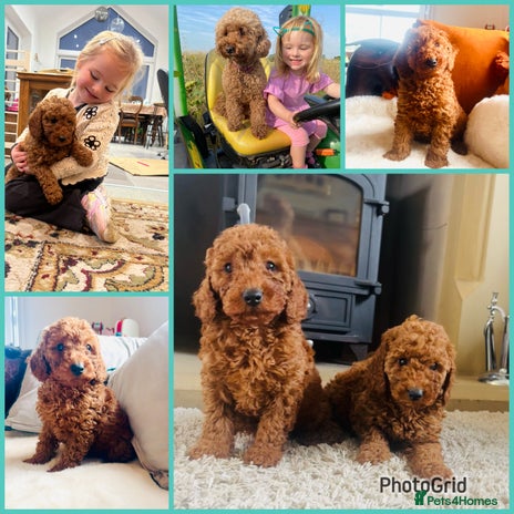 Miniature Poodle dogs KC Minature Poodle Puppies - Advert 1