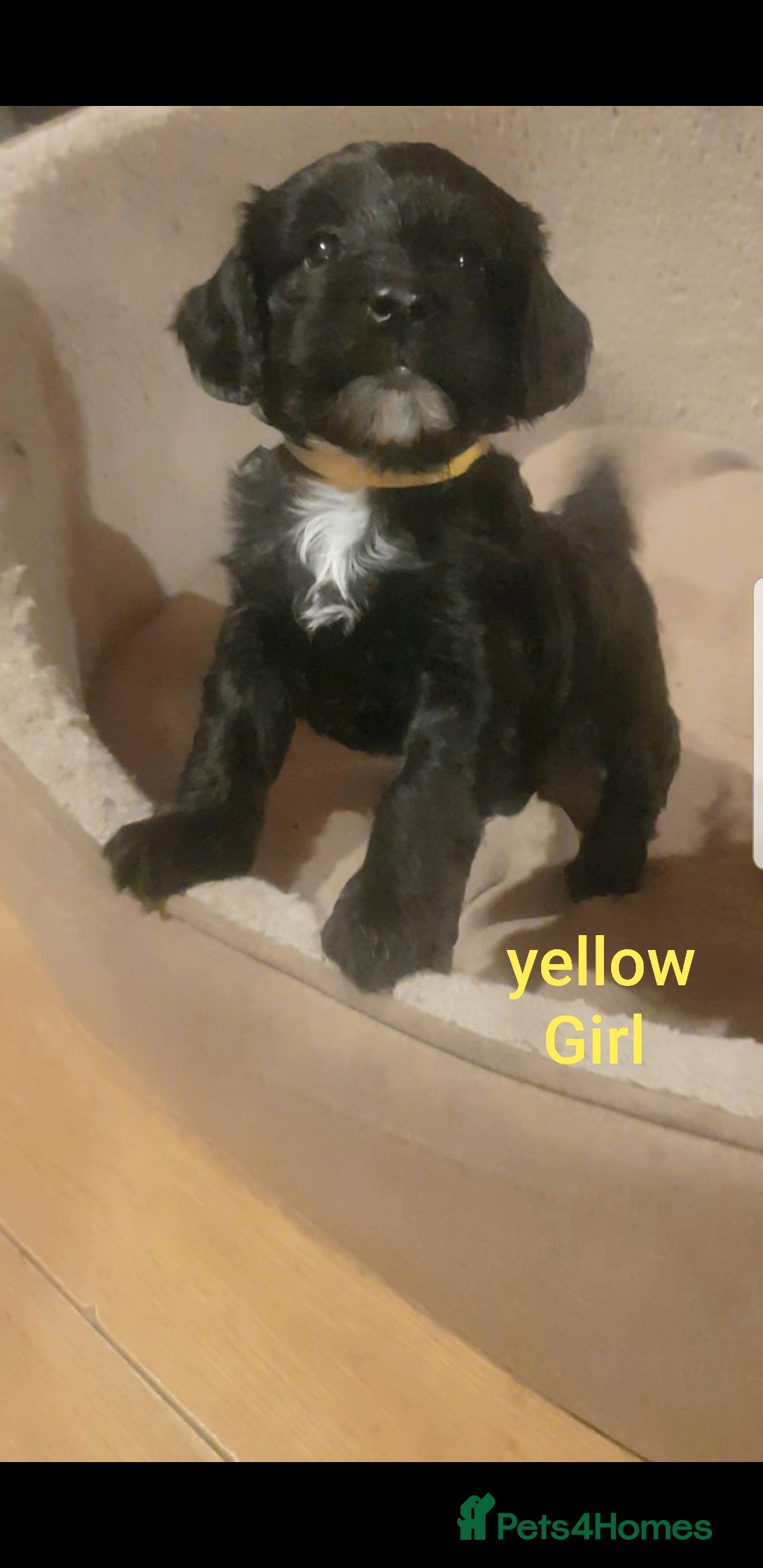 Sproodle dogs for sale: Toy Sproodle Puppies, Fabulous litter - Image 6