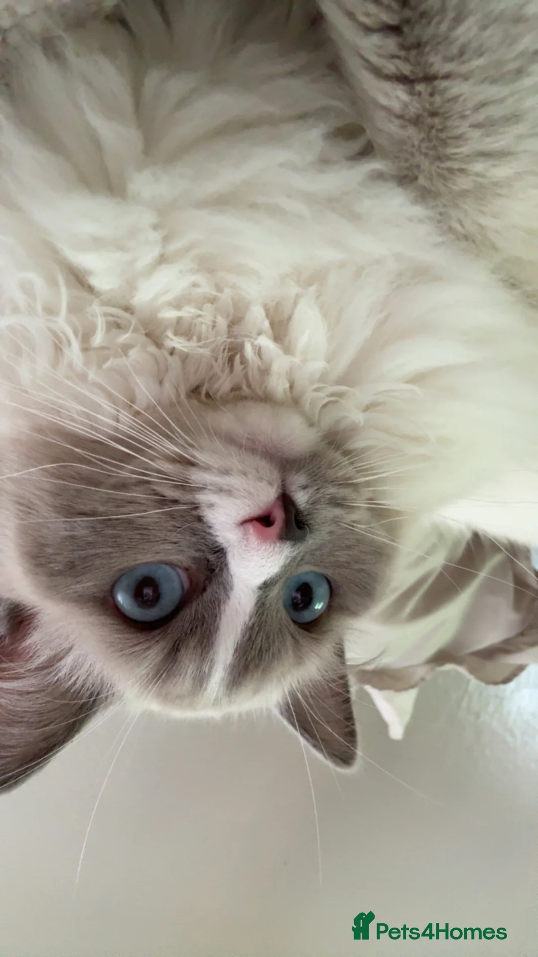 Ragdoll cats for sale: Blue point Ragdoll - Advert 2