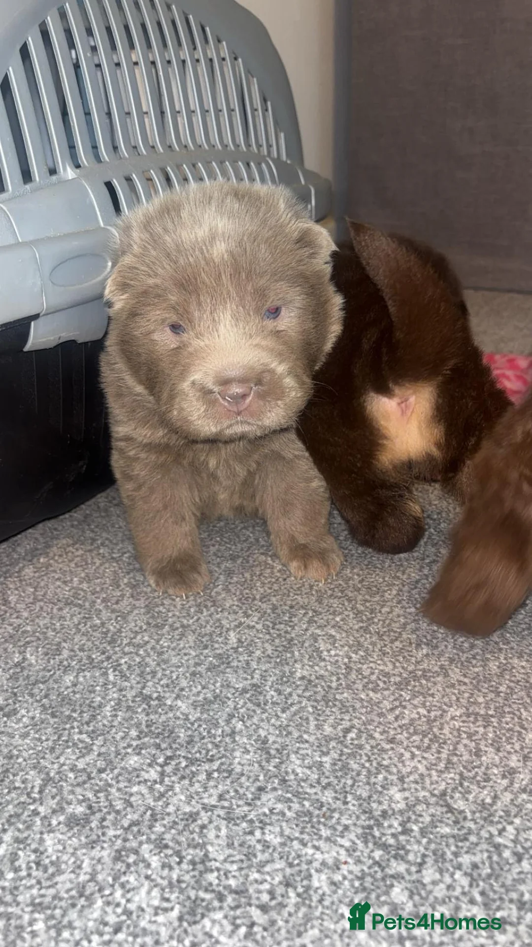 Shar Pei dogs for sale: Top quality choc and tan bear coat sharpies - Advert 31