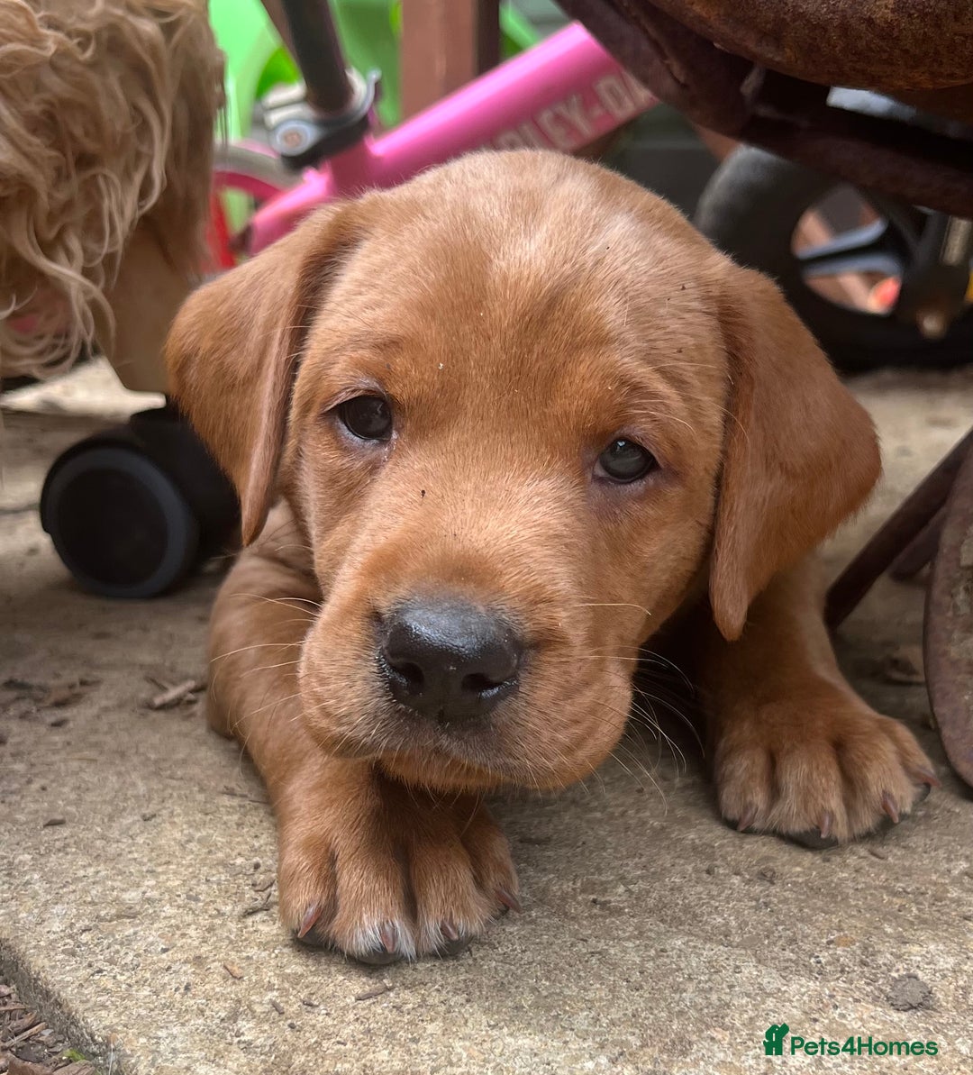 Labrador Retriever dogs for sale: Fox red labrador puppies - Image 18
