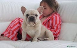 French Bulldog dogs for stud: Omshantipuppies French Bulldog Stud  - Image 2