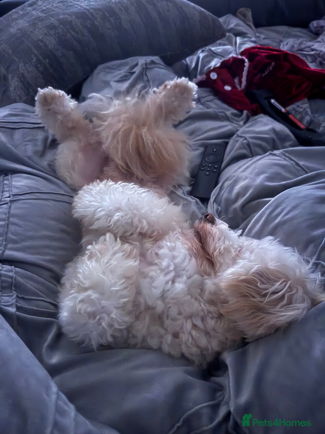 Maltipoo dogs for sale: Maltipoo boy  - Image 4
