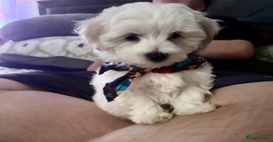 Mixed Breed dogs - Advert 14