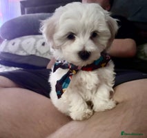 Mixed Breed dogs - Advert 14