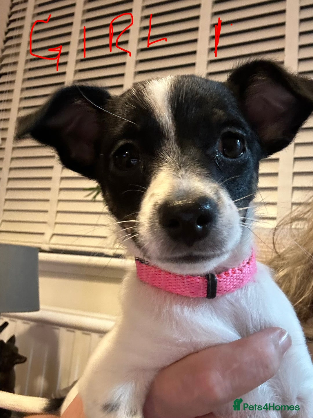 Mixed Breed dogs for sale: Chihuahua Terrier cross puppies. 1 Boy & 1 Girl - Advert 7