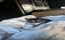 British Shorthair cats for sale: Beautiful British shorthair kitty!! - Image 2