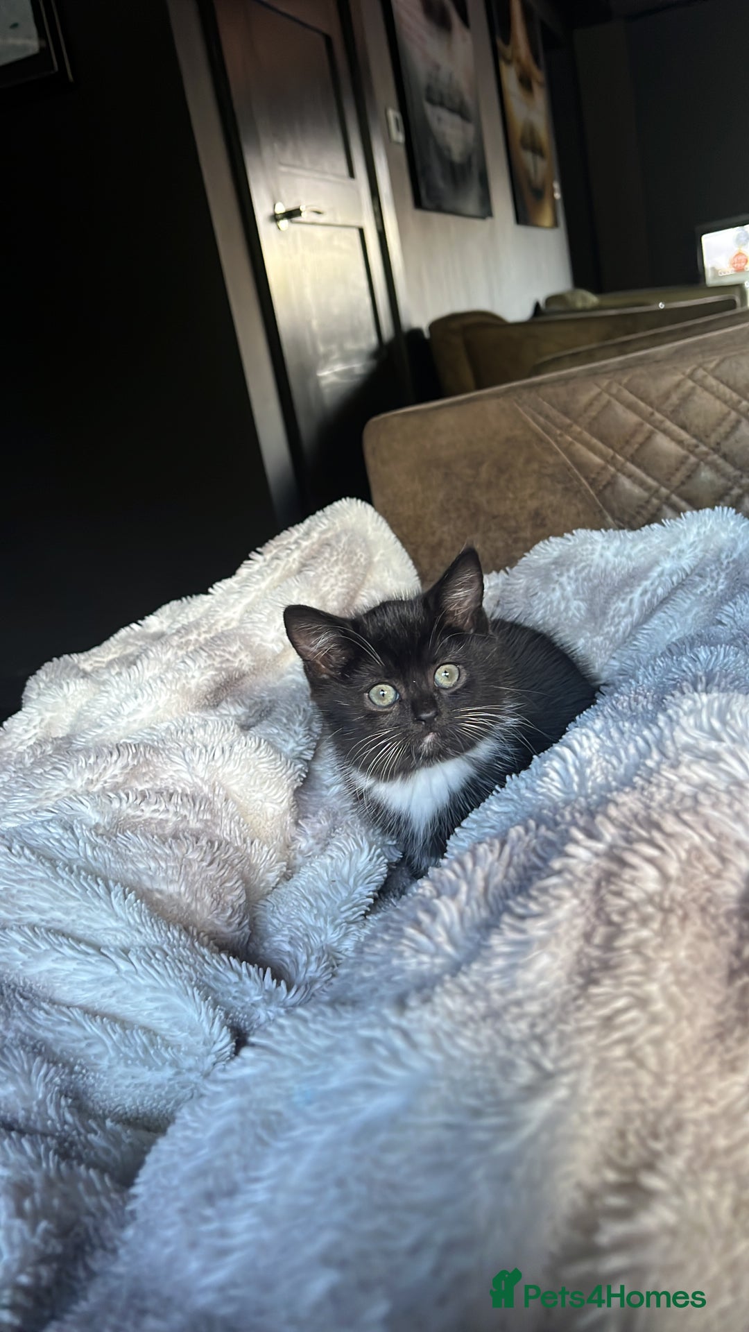 British Shorthair cats for sale: Beautiful British shorthair kitty!! - Image 2