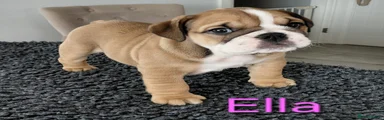 English Bulldog 5